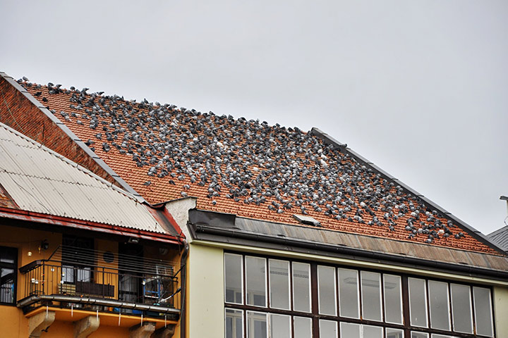 A2B Pest Control are able to install spikes to deter birds from roofs in Hereford. 