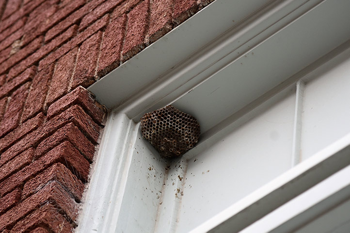 We provide a wasp nest removal service for domestic and commercial properties in Hereford.